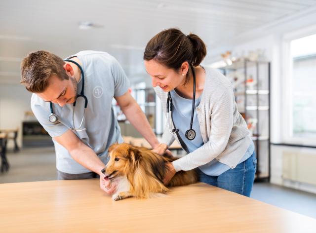 Programme de médecine vétérinaire 6 ans en Roumanie — filière de santé animale européenne